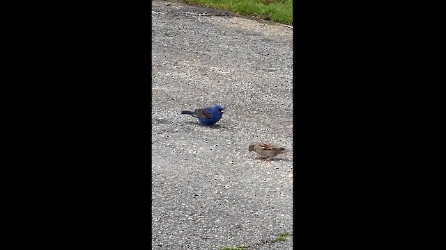 Blue Grosbeak - ML617361731