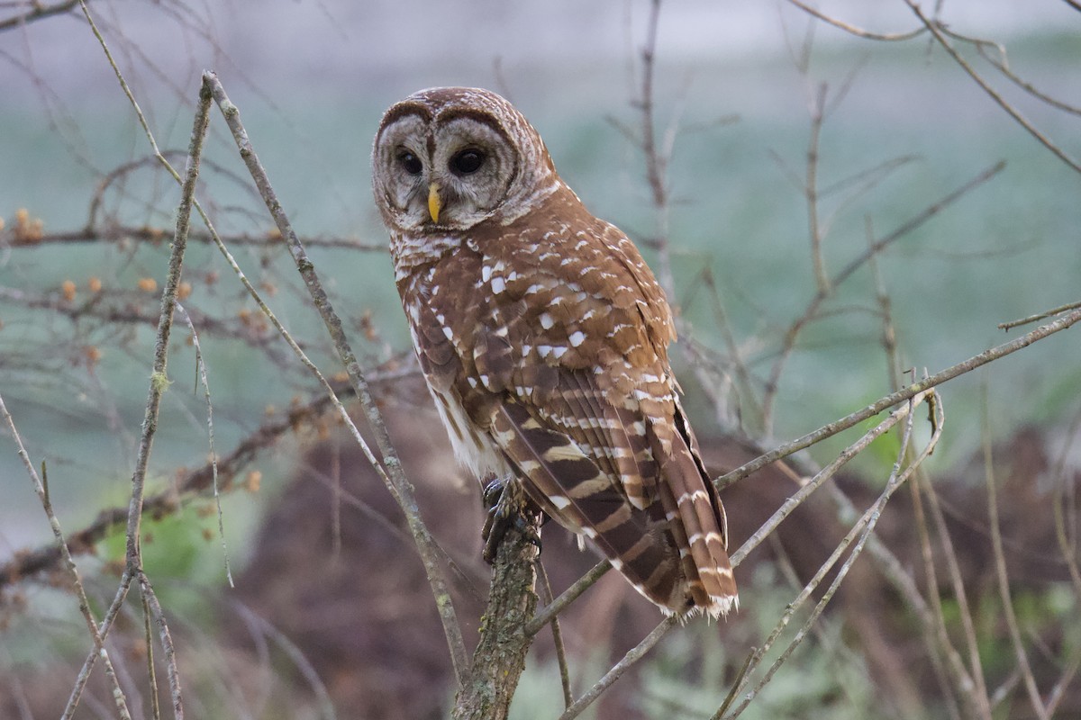 Barred Owl - ML617361752