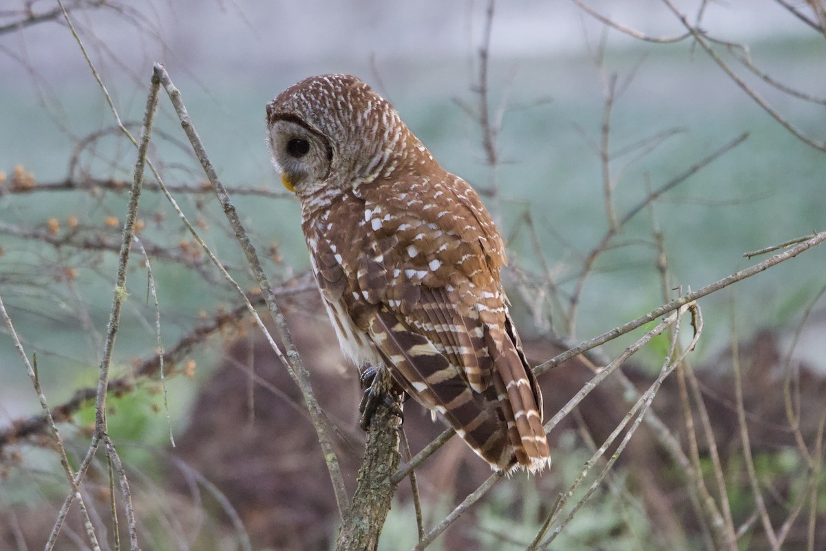 Barred Owl - ML617361753