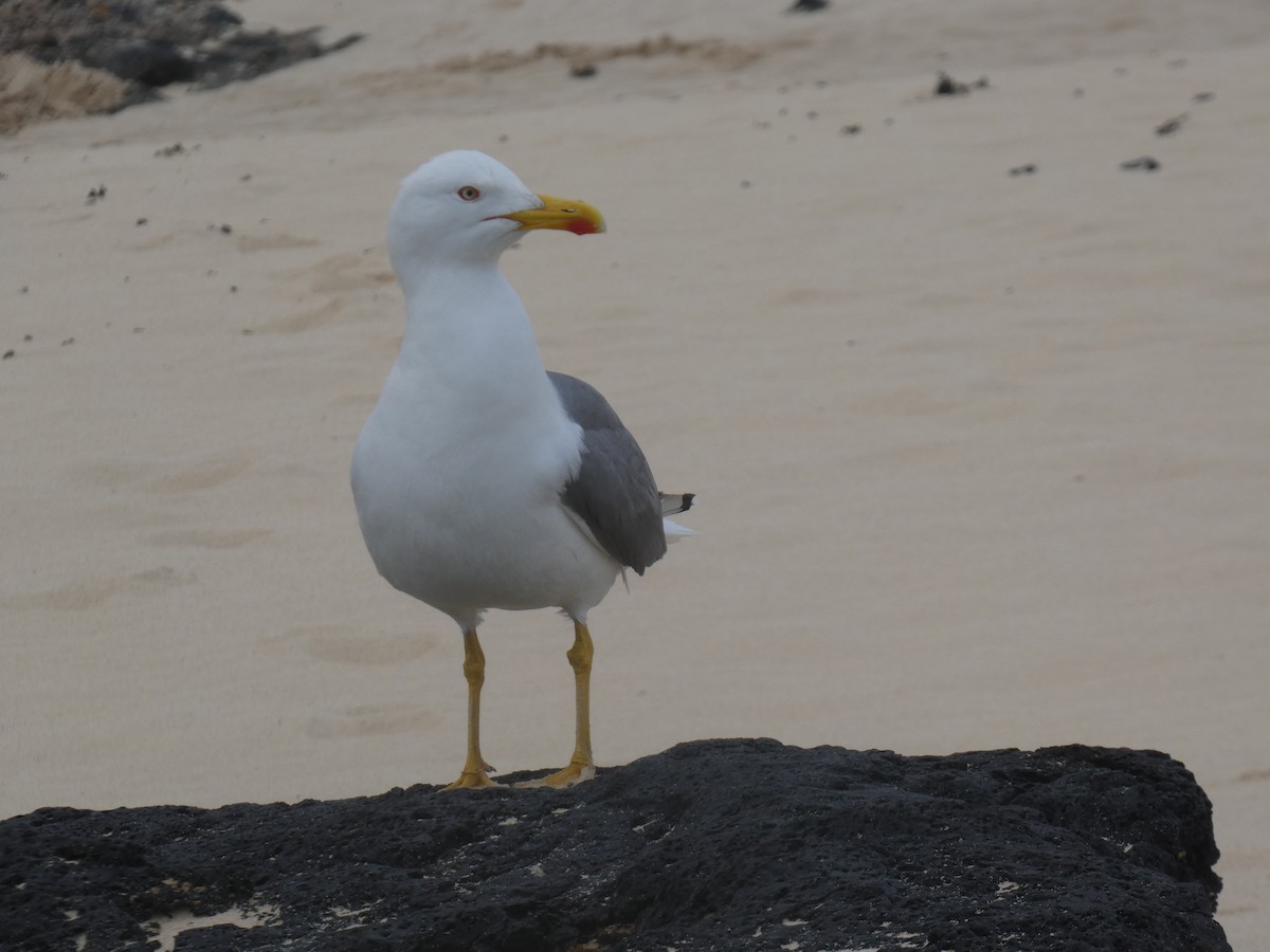 Yellow-legged Gull - ML617361755