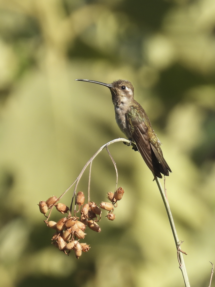 Plain-capped Starthroat - ML617361764