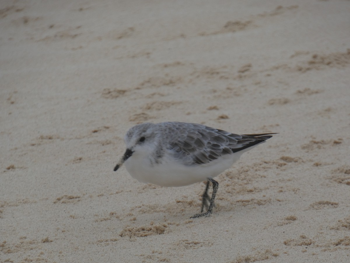 Sanderling - ML617361769