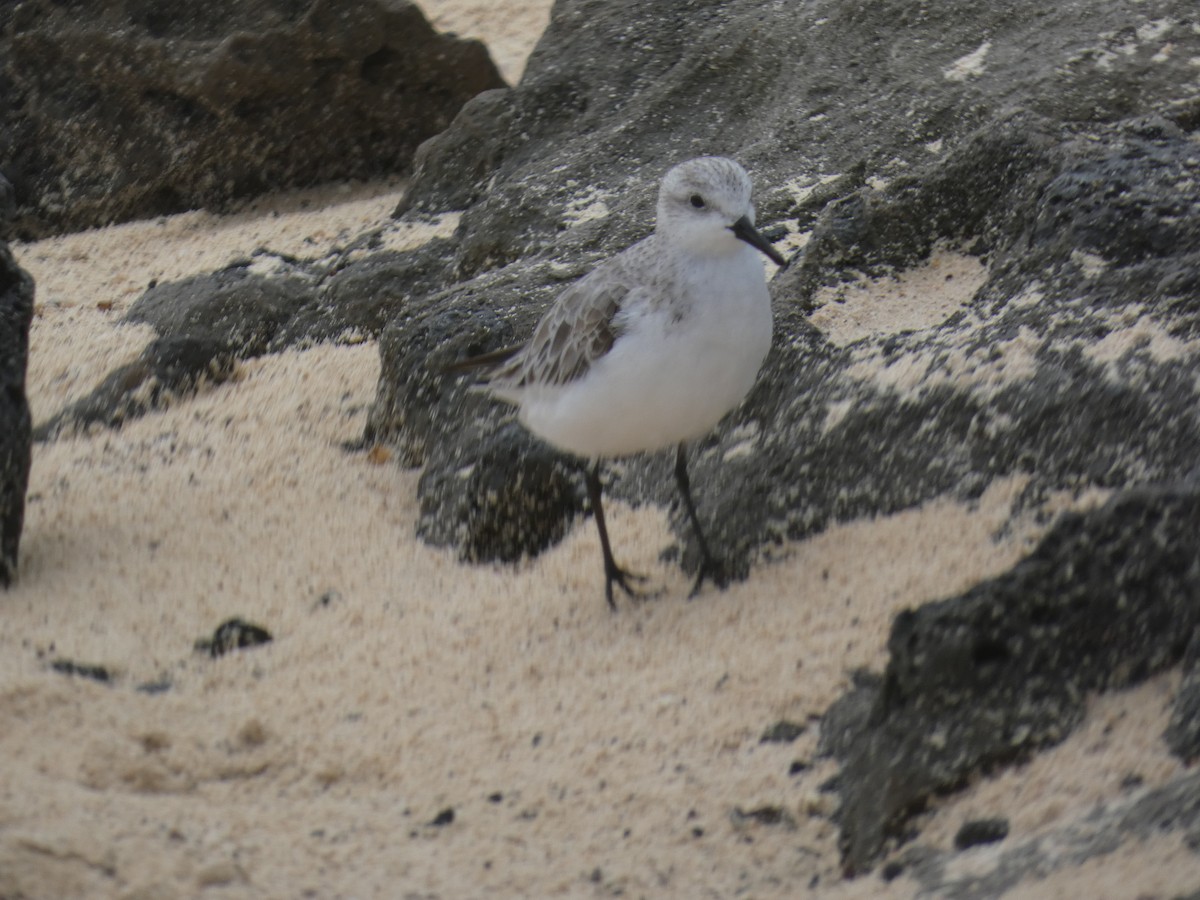 Sanderling - ML617361773