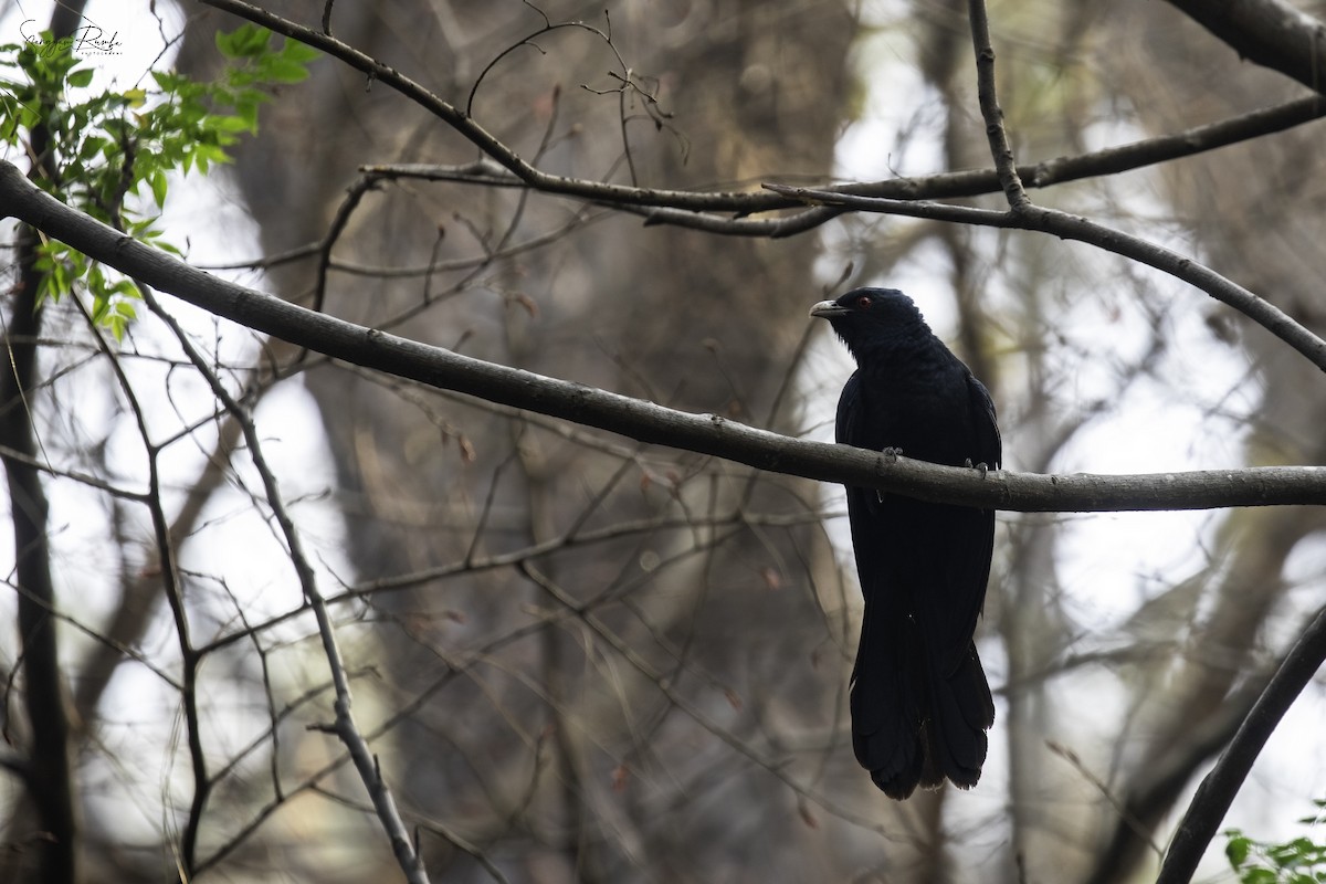 Asian Koel - ML617361791