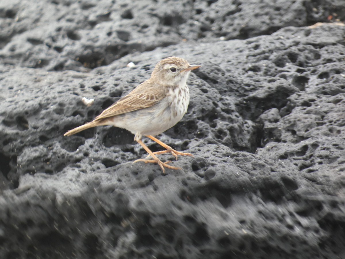 Berthelot's Pipit - ML617361813