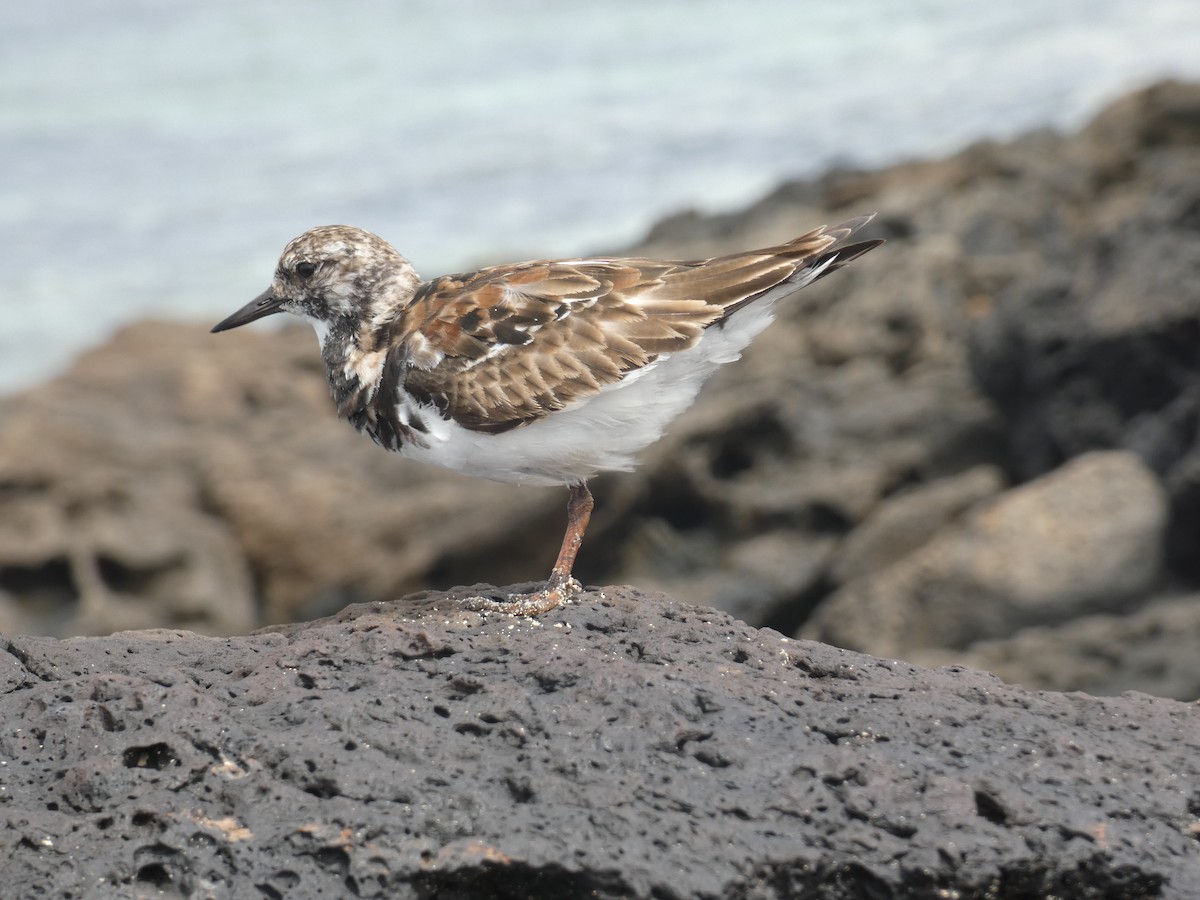 Ruddy Turnstone - ML617361822