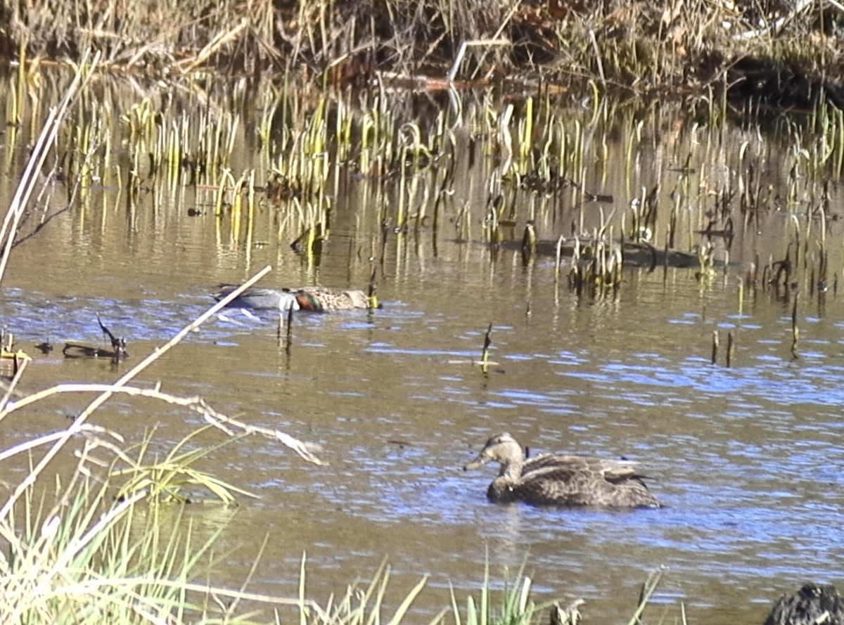 Green-winged Teal - ML617361839