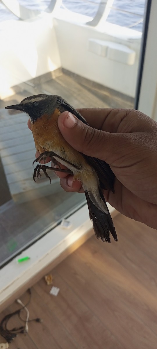 White-throated Robin - Pakistan Historical  Records