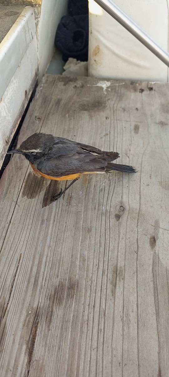 White-throated Robin - Pakistan Historical  Records