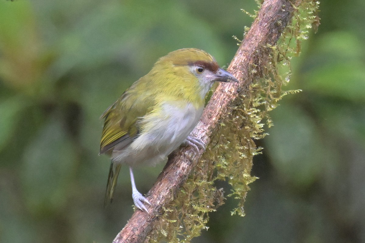 Black-billed Peppershrike - ML617361859