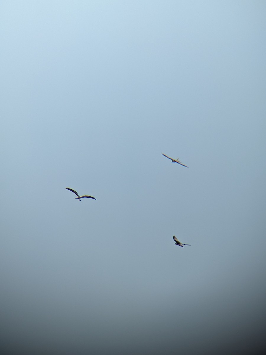 Swallow-tailed Kite - ML617361877