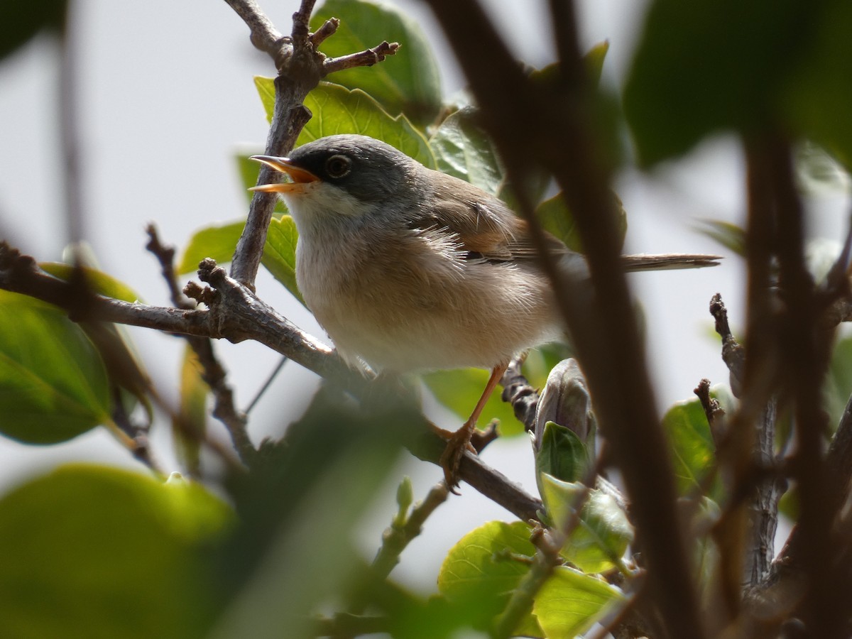 Spectacled Warbler - ML617361884