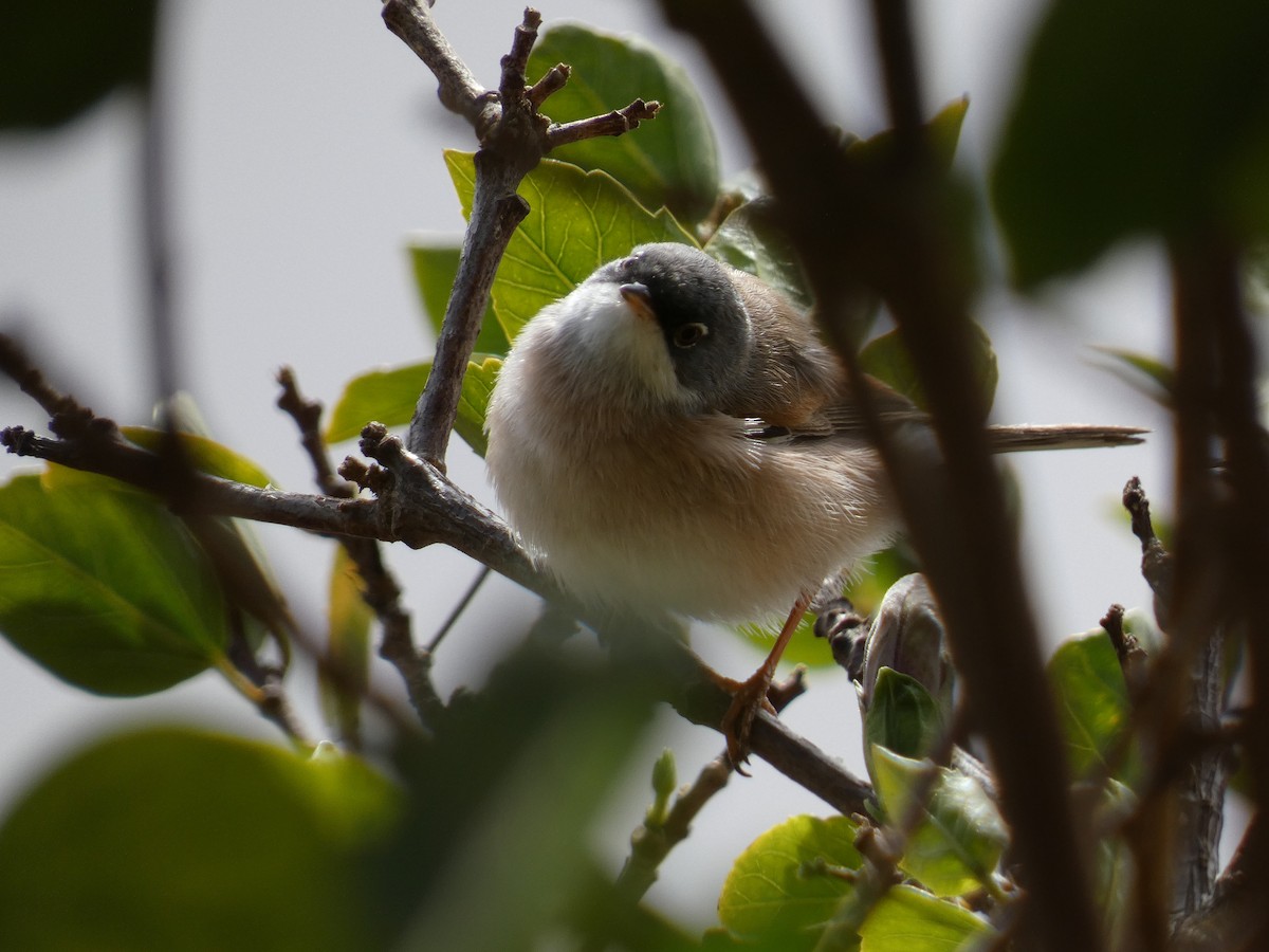 Spectacled Warbler - Eduardo Sevilla