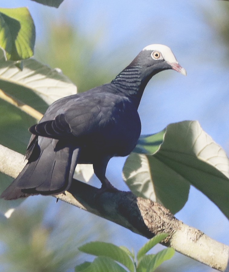 White-crowned Pigeon - Freddy Camara