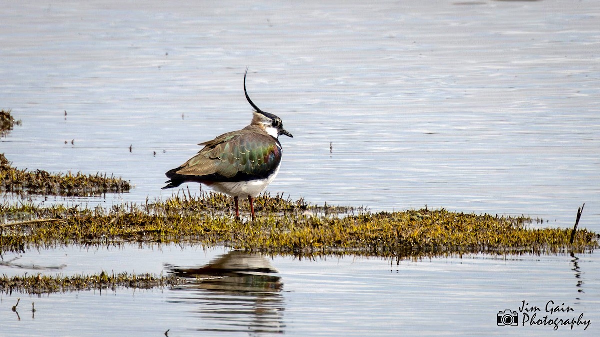 Northern Lapwing - ML617361896