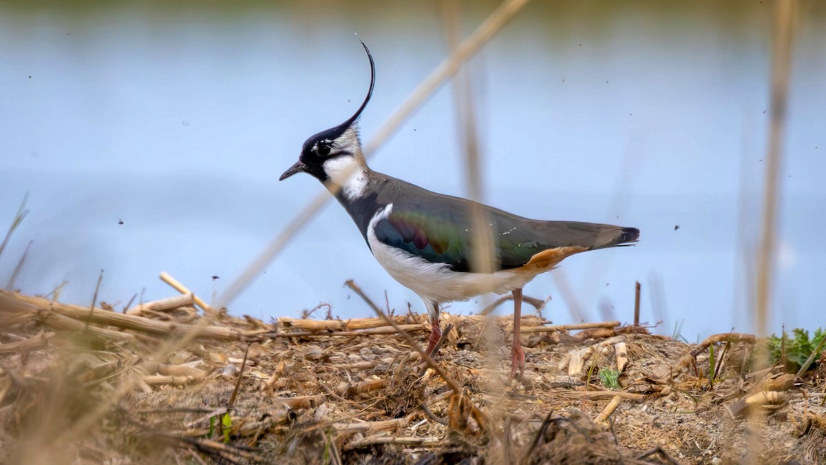 Northern Lapwing - ML617361897