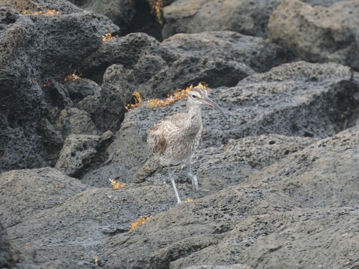 Whimbrel - ML617361927