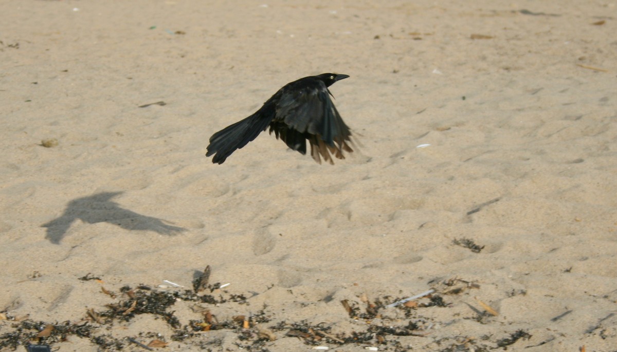 Great-tailed Grackle (Great-tailed) - ML617361963