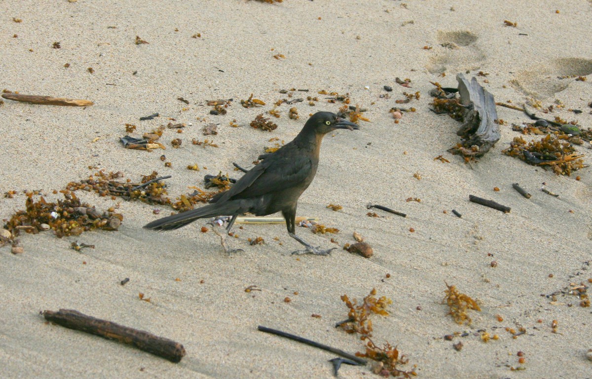 Great-tailed Grackle (Great-tailed) - ML617361964