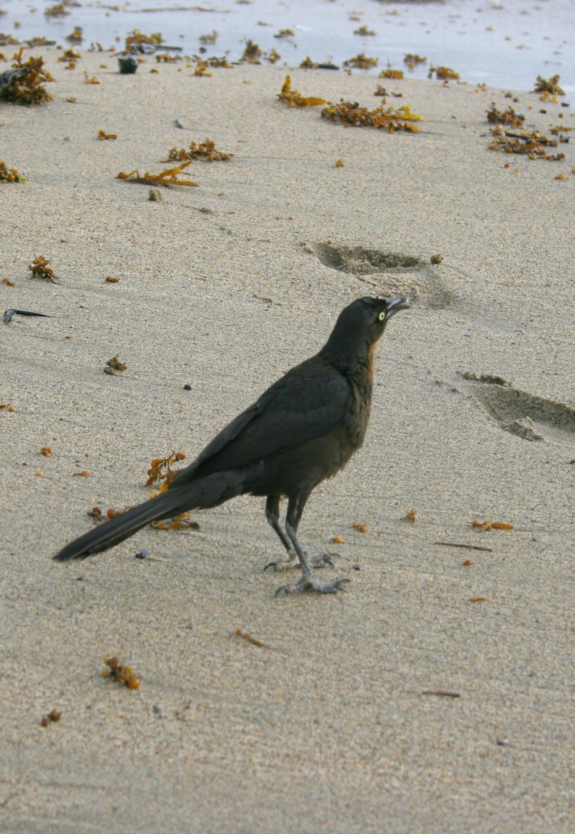 Great-tailed Grackle (Great-tailed) - ML617361965