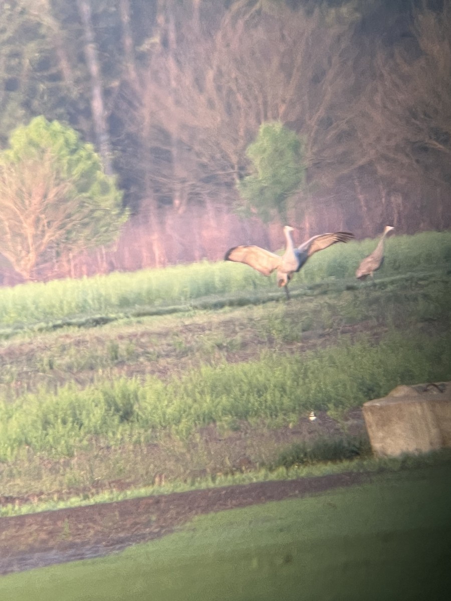 Sandhill Crane - ML617362015