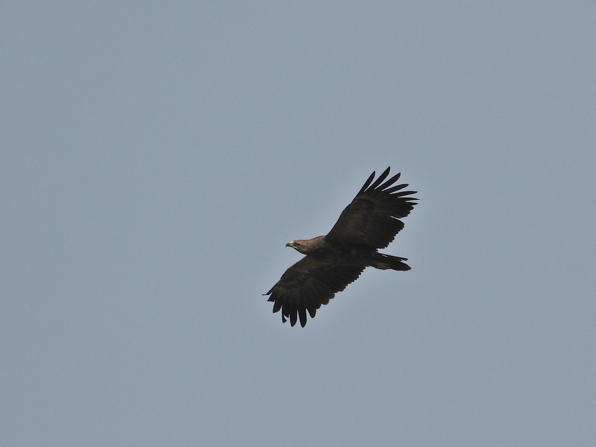 Lesser Spotted Eagle - ML617362040