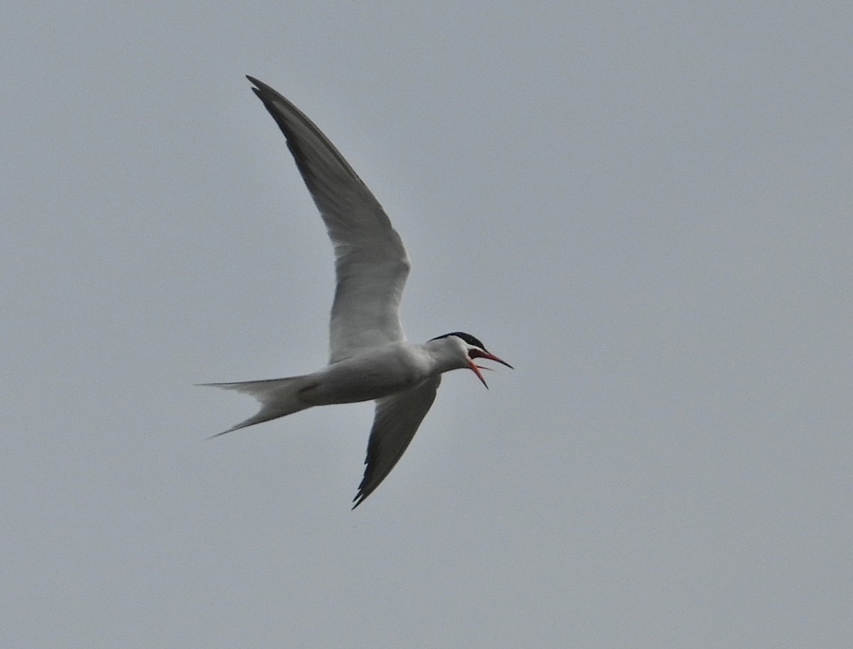 Common Tern - ML617362049