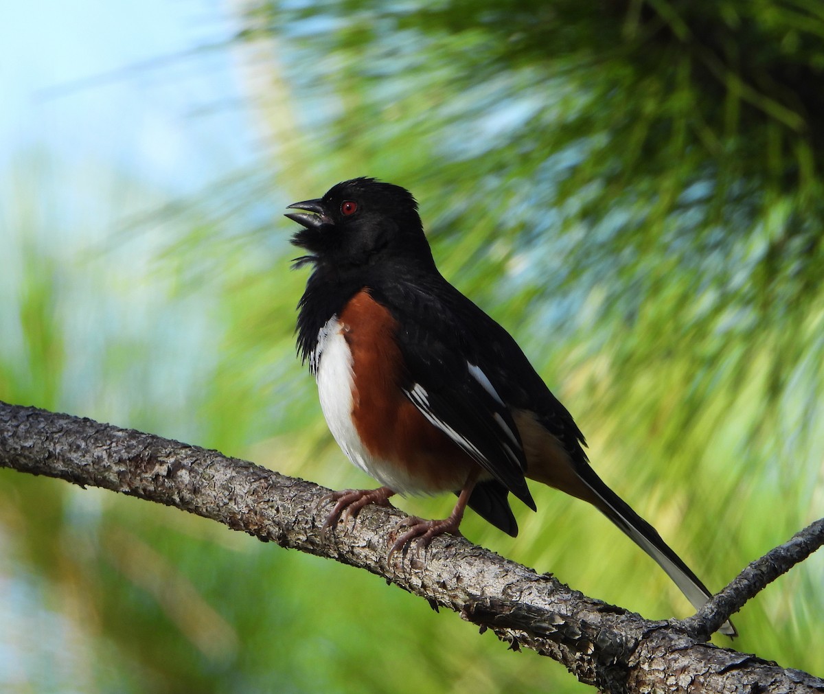 Eastern Towhee (Red-eyed) - Cynthia Elder