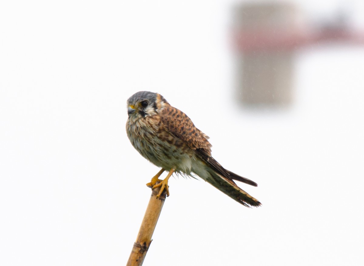 American Kestrel - Iván Eroles