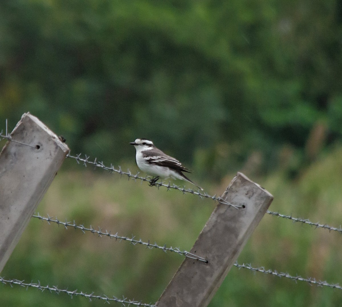 Black-crowned Monjita - Iván Eroles