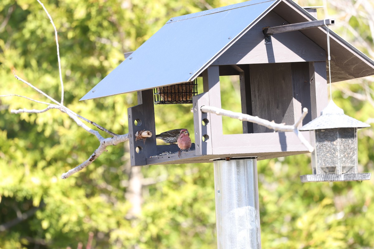 Purple Finch - ML617362104