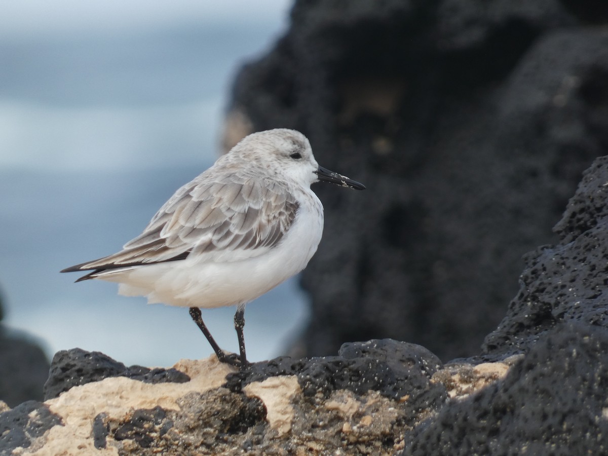 Sanderling - ML617362119