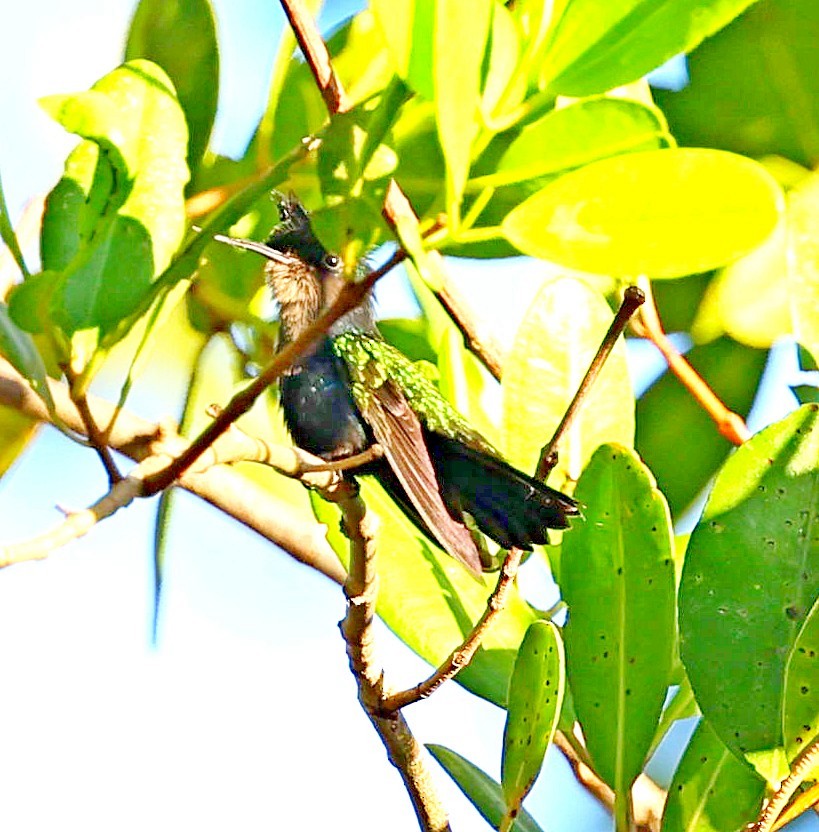 Antillean Crested Hummingbird - ML617362135