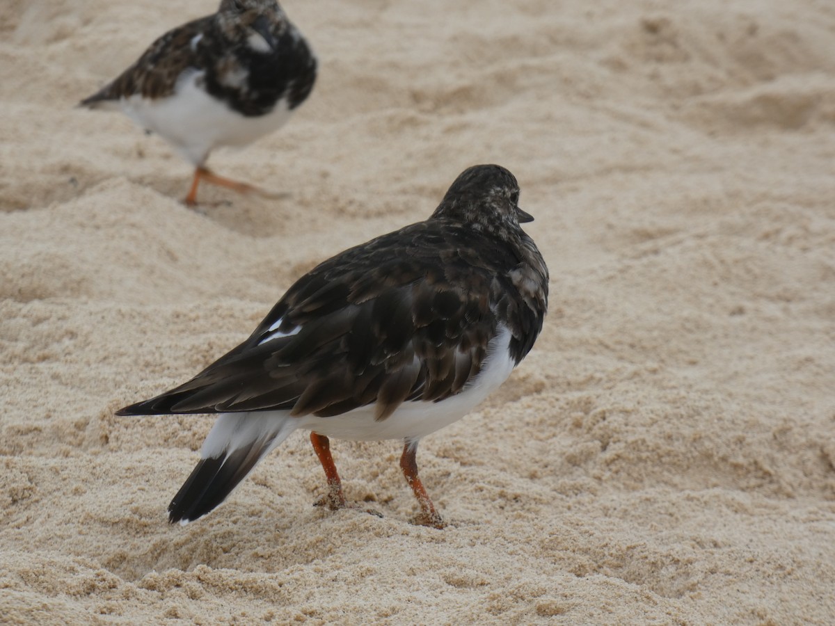 Ruddy Turnstone - ML617362139