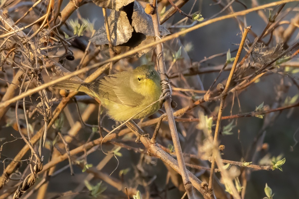 Orange-crowned Warbler - Colleen Childers