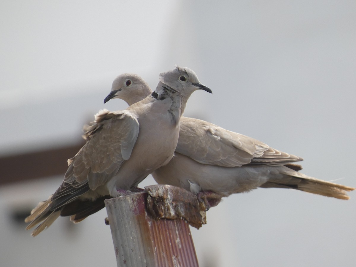 Eurasian Collared-Dove - Eduardo Sevilla