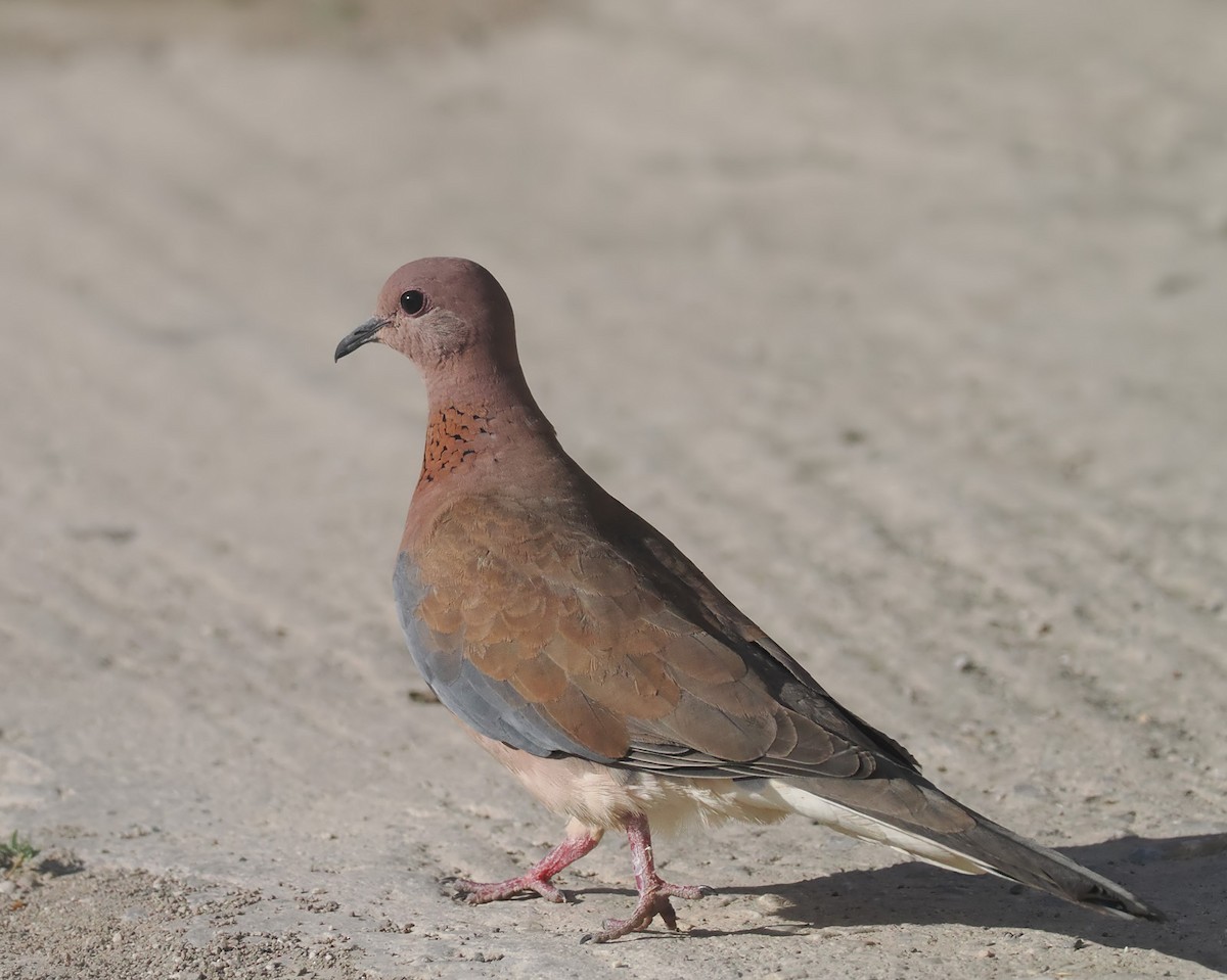 Laughing Dove - ML617362249