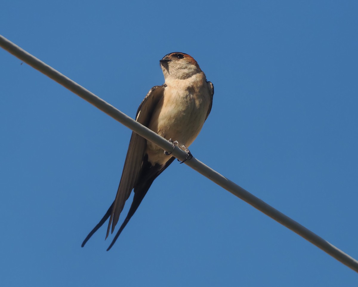 Red-rumped Swallow - ML617362271
