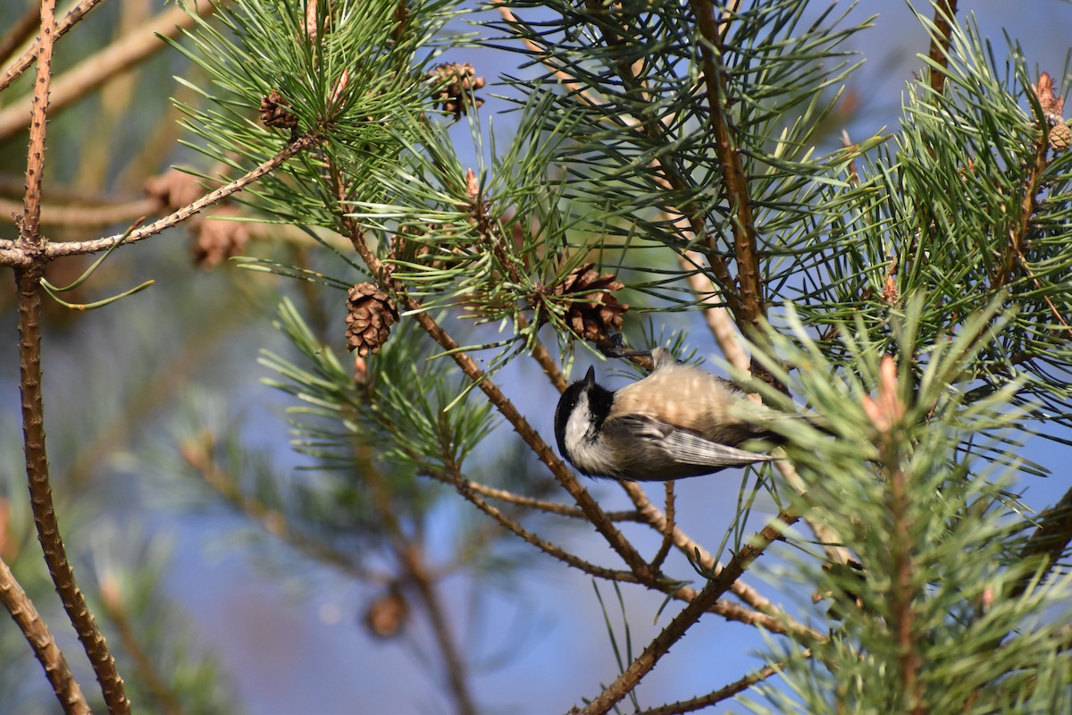 Black-capped Chickadee - ML617362286