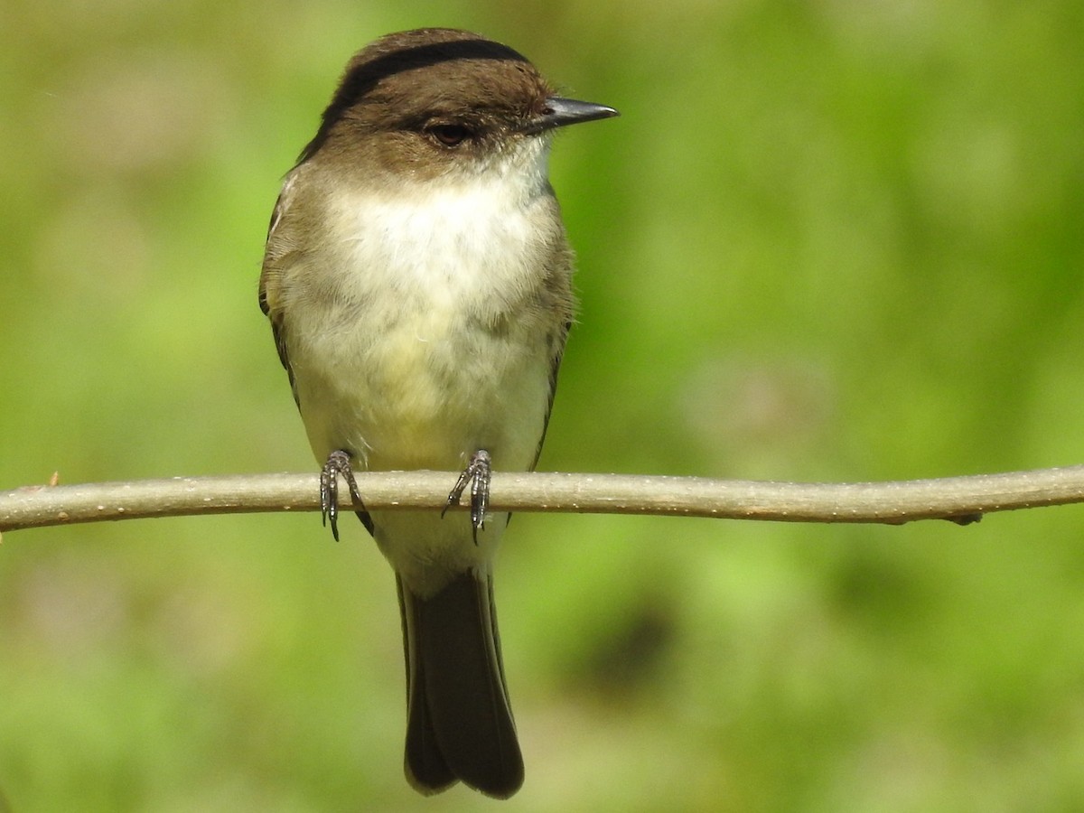 Eastern Phoebe - ML617362294