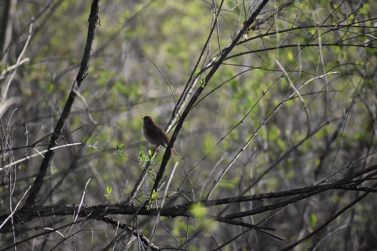 Hermit Thrush - ML617362296