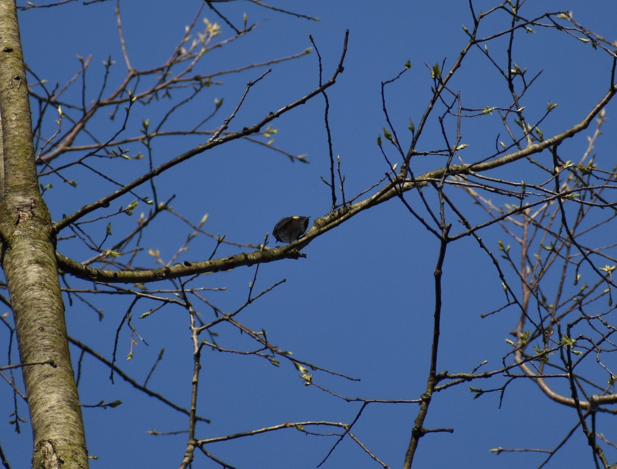 Yellow-rumped Warbler - ML617362300