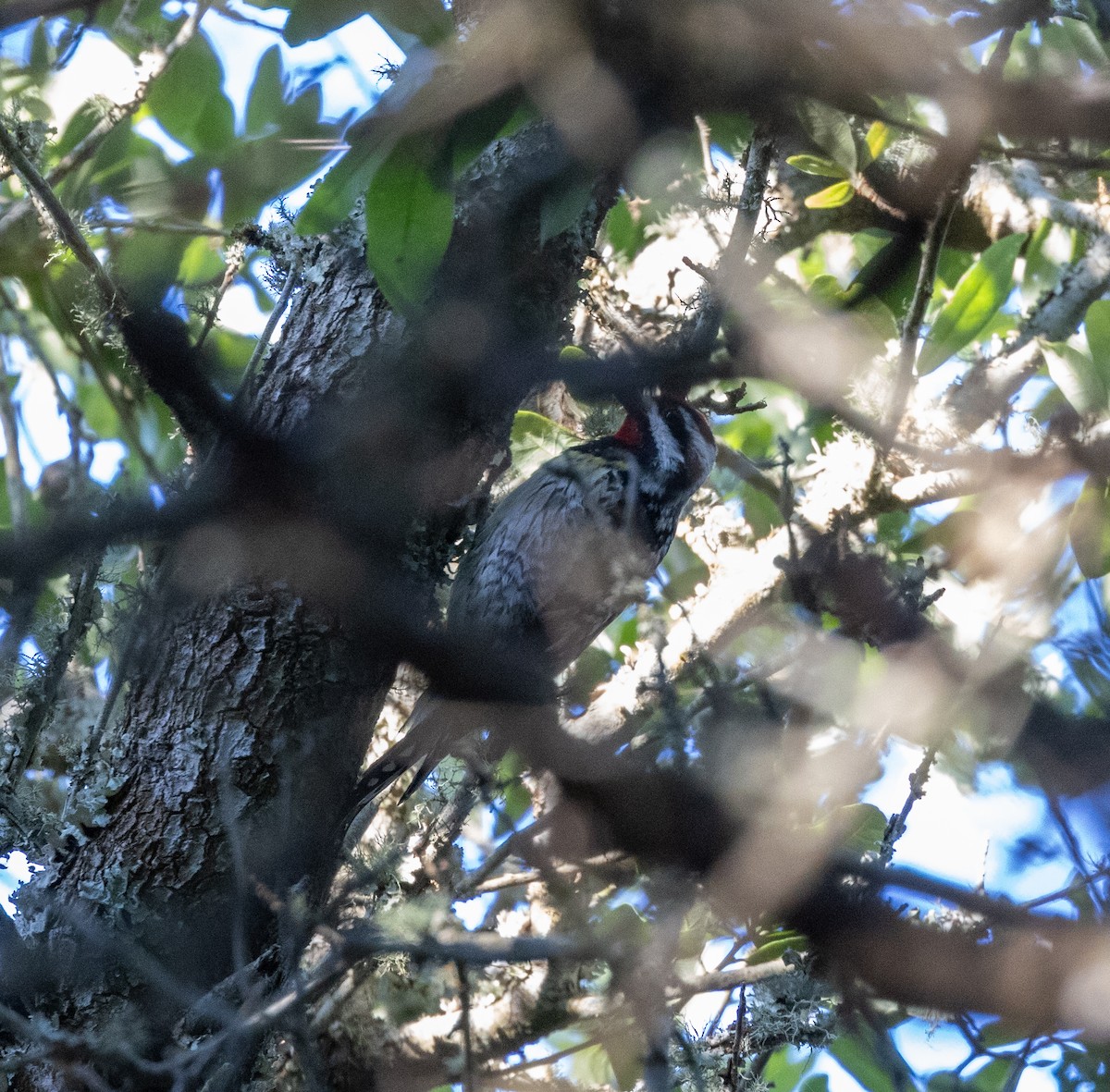 Yellow-bellied Sapsucker - ML617362333