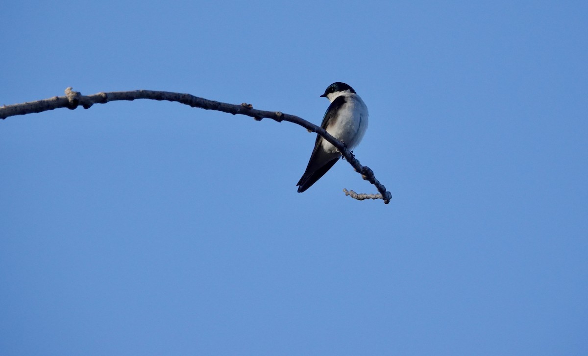 Tree Swallow - ML617362361