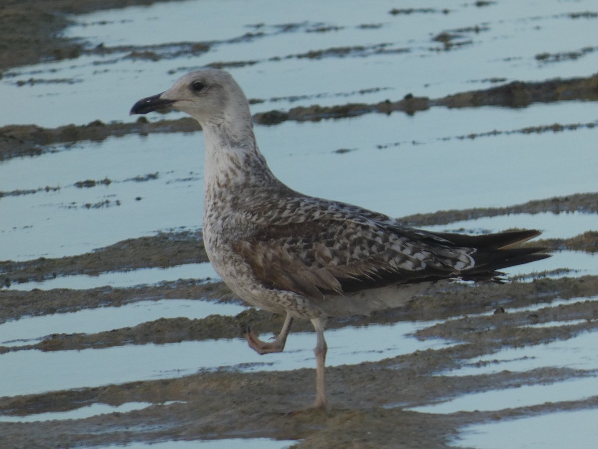 Yellow-legged Gull - ML617362373