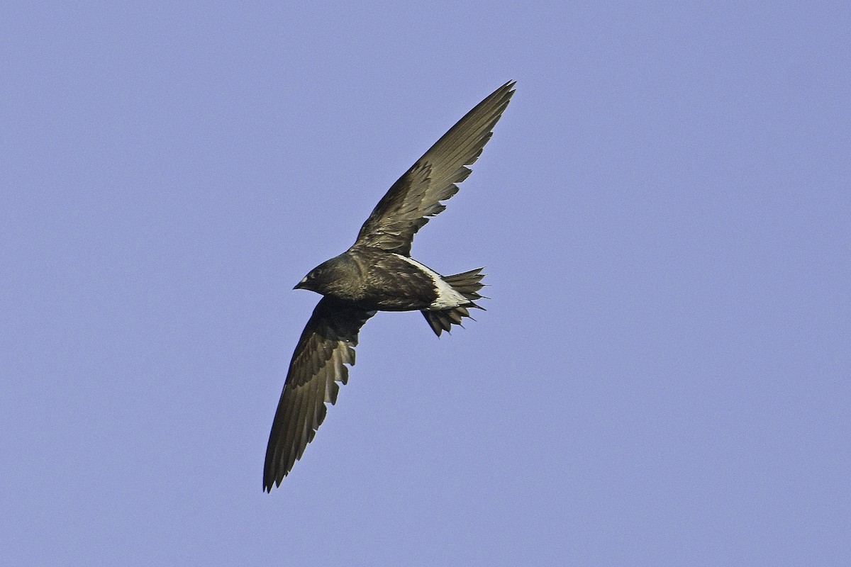 Brown-backed Needletail - Max Schwenne