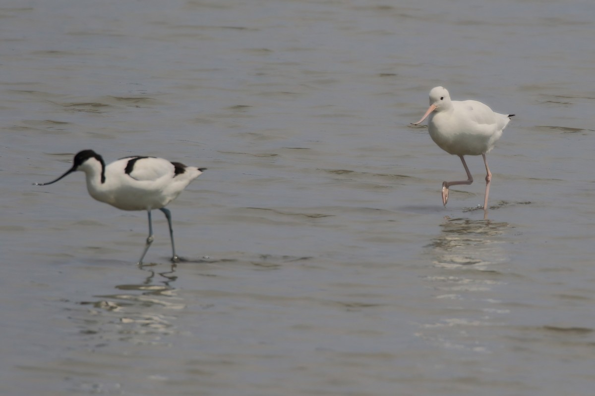 Avocette élégante - ML617362416