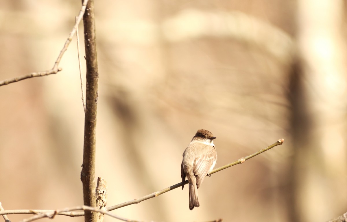 Eastern Phoebe - ML617362422