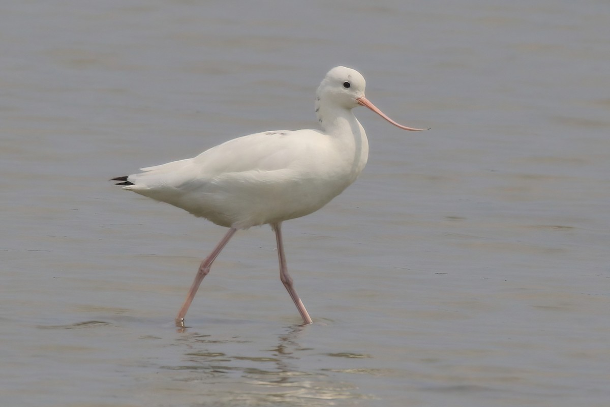 Avocette élégante - ML617362423