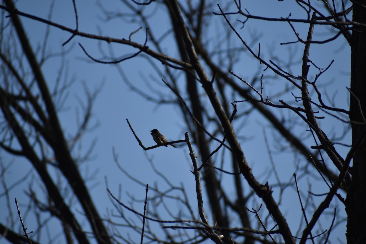 Eastern Phoebe - ML617362431